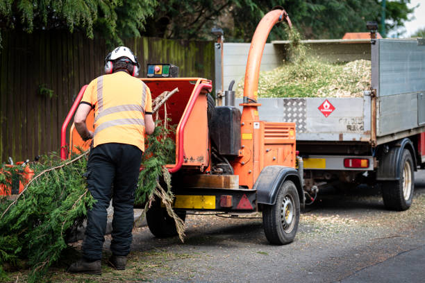 Best Tree Cutting Near Me  in Paradise Hills, NM